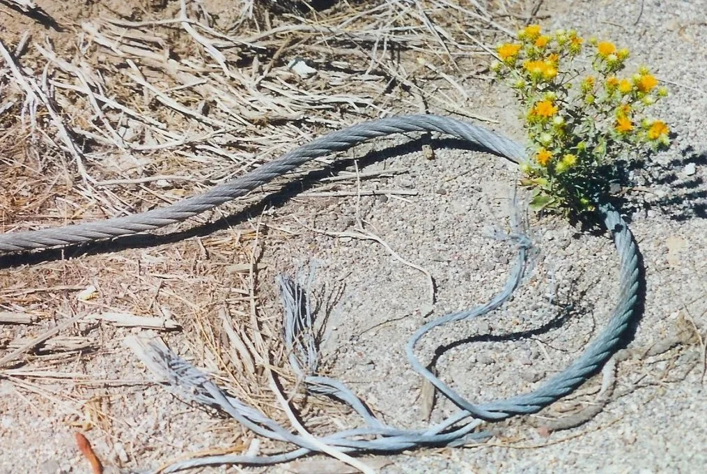 Frayed Cord, Dried Wildflowers
