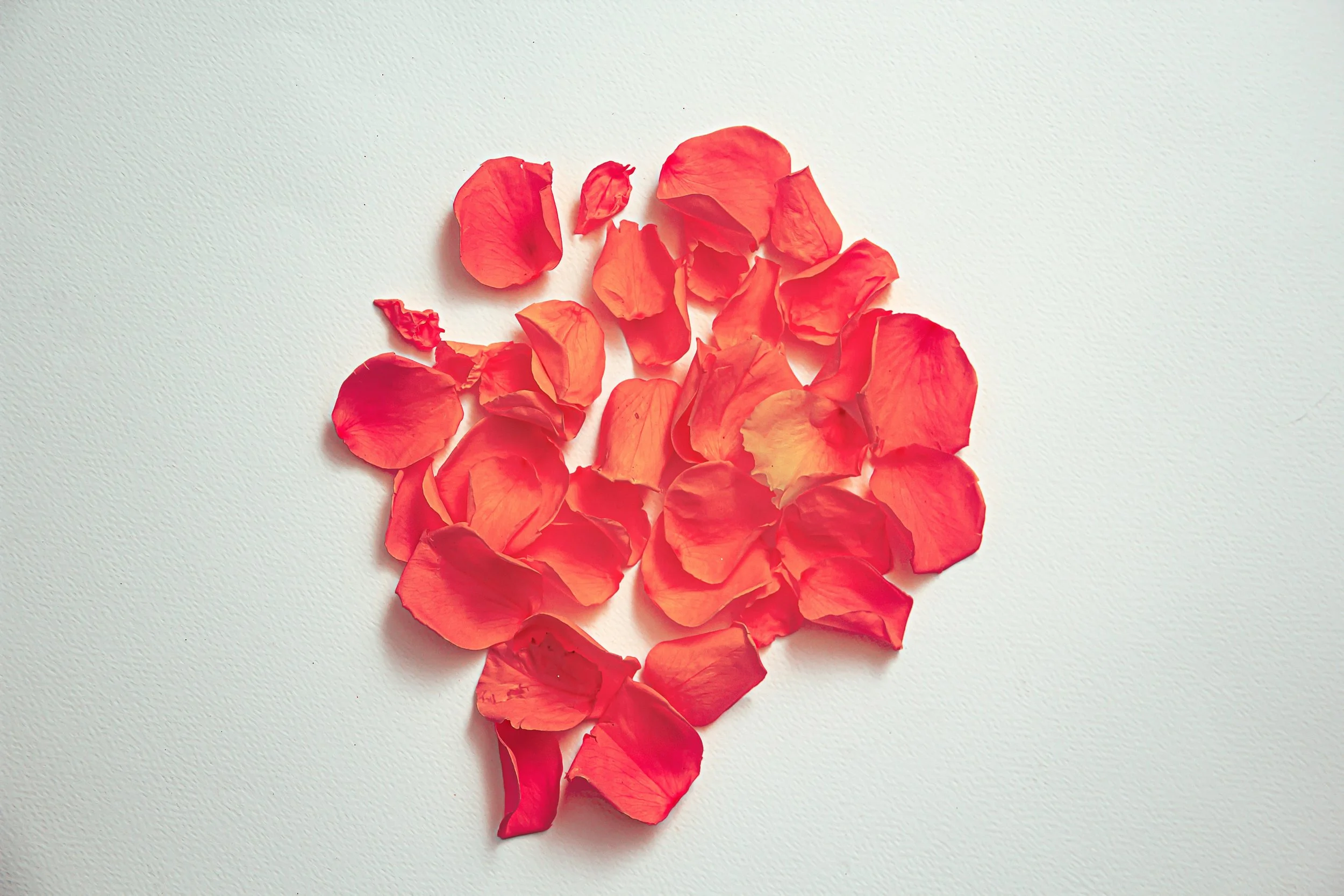 Handful of Rose Petals