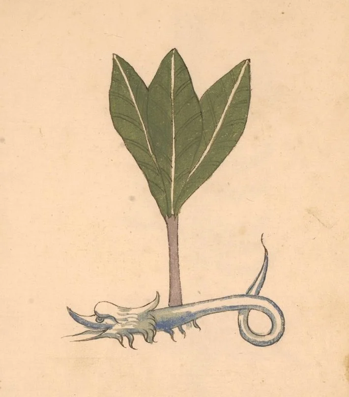Postcard of an Eel Becoming a Tree