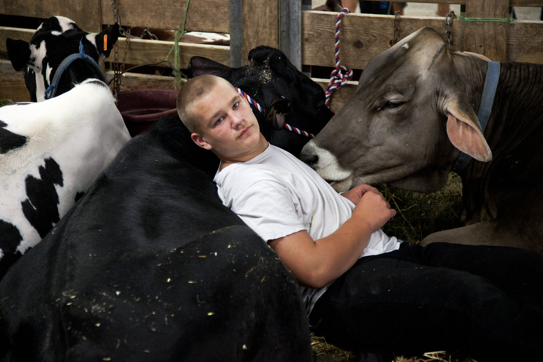Boy With his Cow