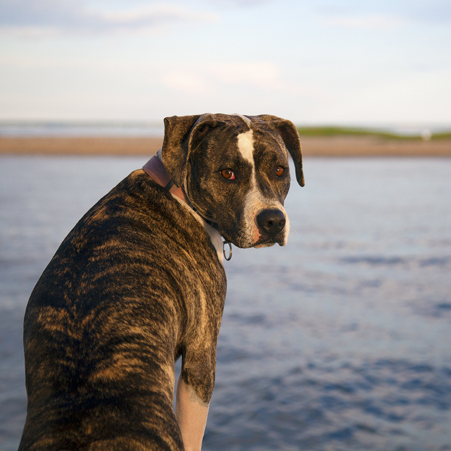 Fen, Working Dog for The Hindu Sailboat