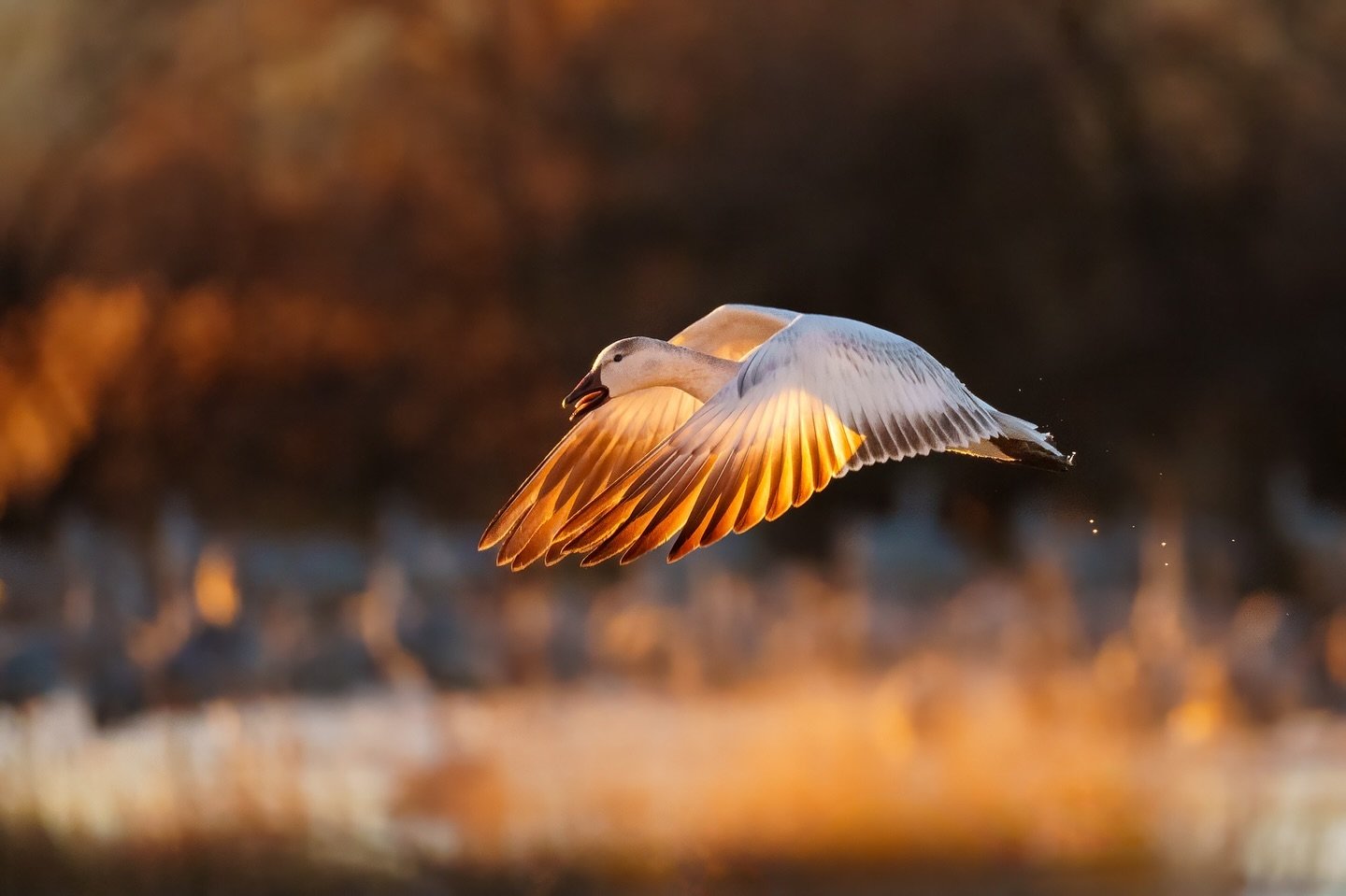 You get a break from eclipse images today.  I&rsquo;ve got plenty of images from trips over the last several months I never shared.  This is one of them.  This was taken at Bernarndo Wildlife Area in Bernardo, NM.  A snow goose taking off at first li