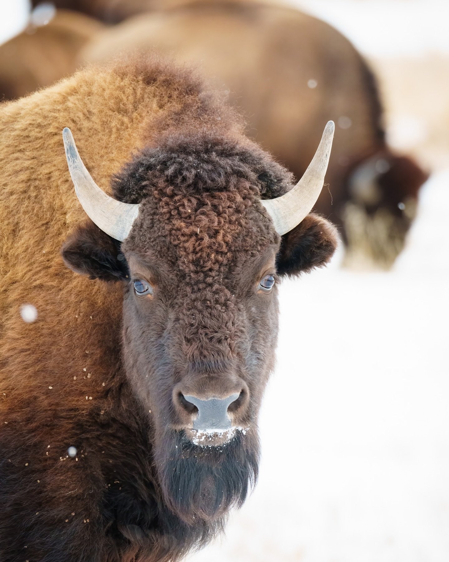 Winter in Grand Teton National Park offers a lot more than just awe-inspiring, snow-covered mountain landscapes.❄️🏔️ This bison, a symbol of the American West, stands proud amidst winter&rsquo;s canvas.  Remember, patience is key in wildlife photogr