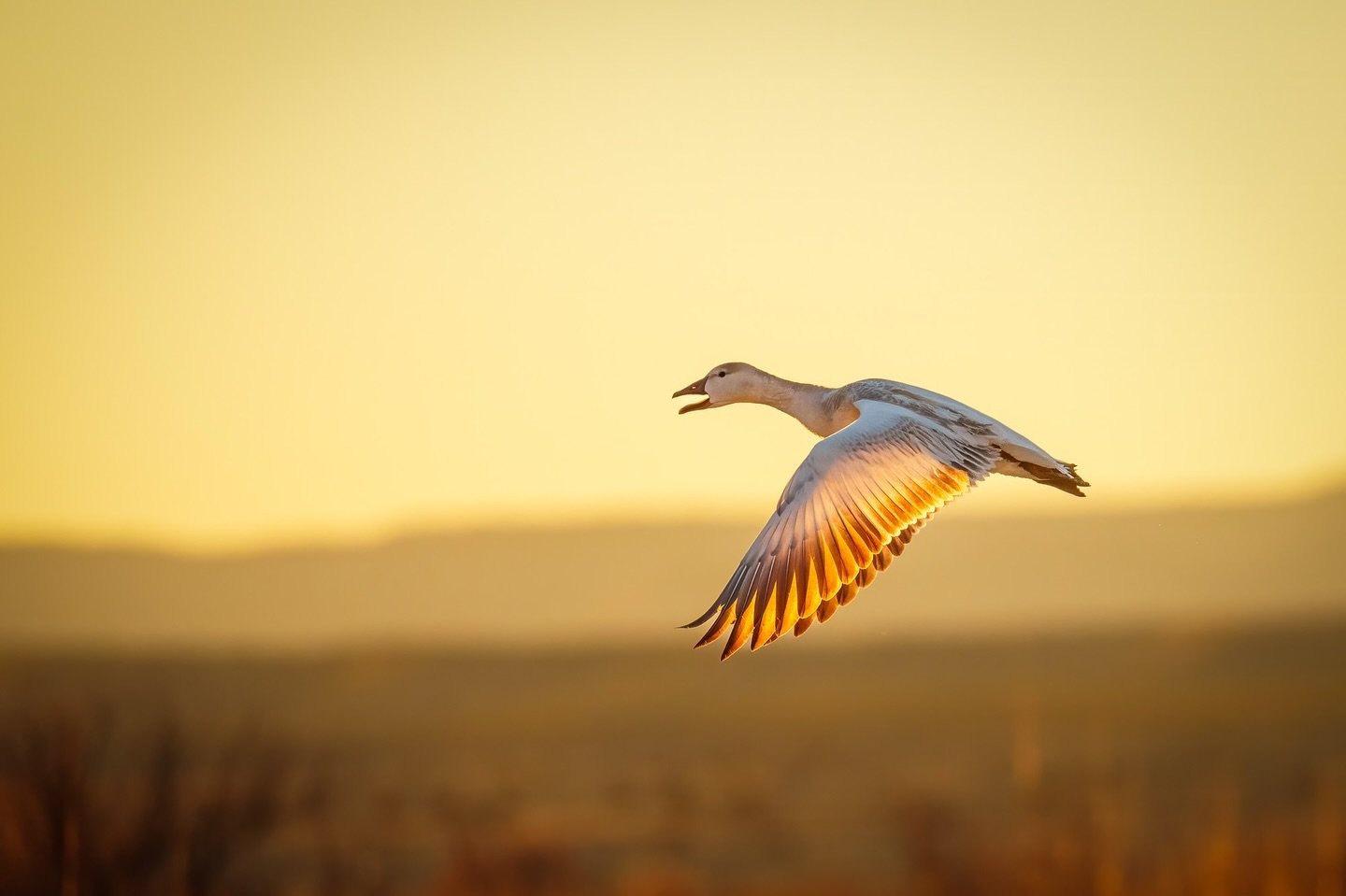 I still have many photos from a trip back in December to New Mexico that I still haven&rsquo;t shared.  This image is of a snow goose at sunrise.  I love the light hitting the back side of the wings causing them to glow. 

🔍 Focal length: 500 mm
🔆 