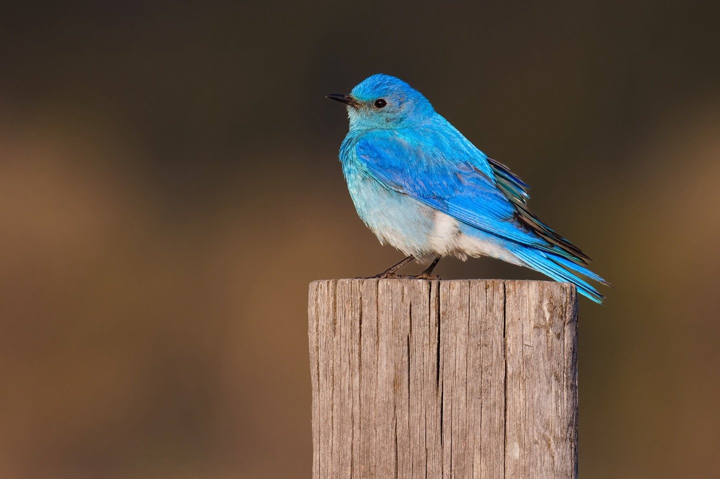 Mountain Bluebirds are some of the prettiest songbirds I&rsquo;ve ever come across.  It&rsquo;s always a treat to see them when traveling out West.  We came across this little guy hanging out along Mormon Row in Grand Teton National Park. 

🔍 Focal 