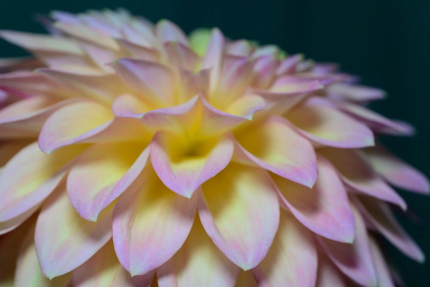 Soaking in all the intricate beauty! 🌸 This stunning dahlia came all the way from the wonderful folks at @DeepRootsFlowerFarm, and I couldn't resist capturing its delicate details with my macro lens right in my dining room. There's magic everywhere 
