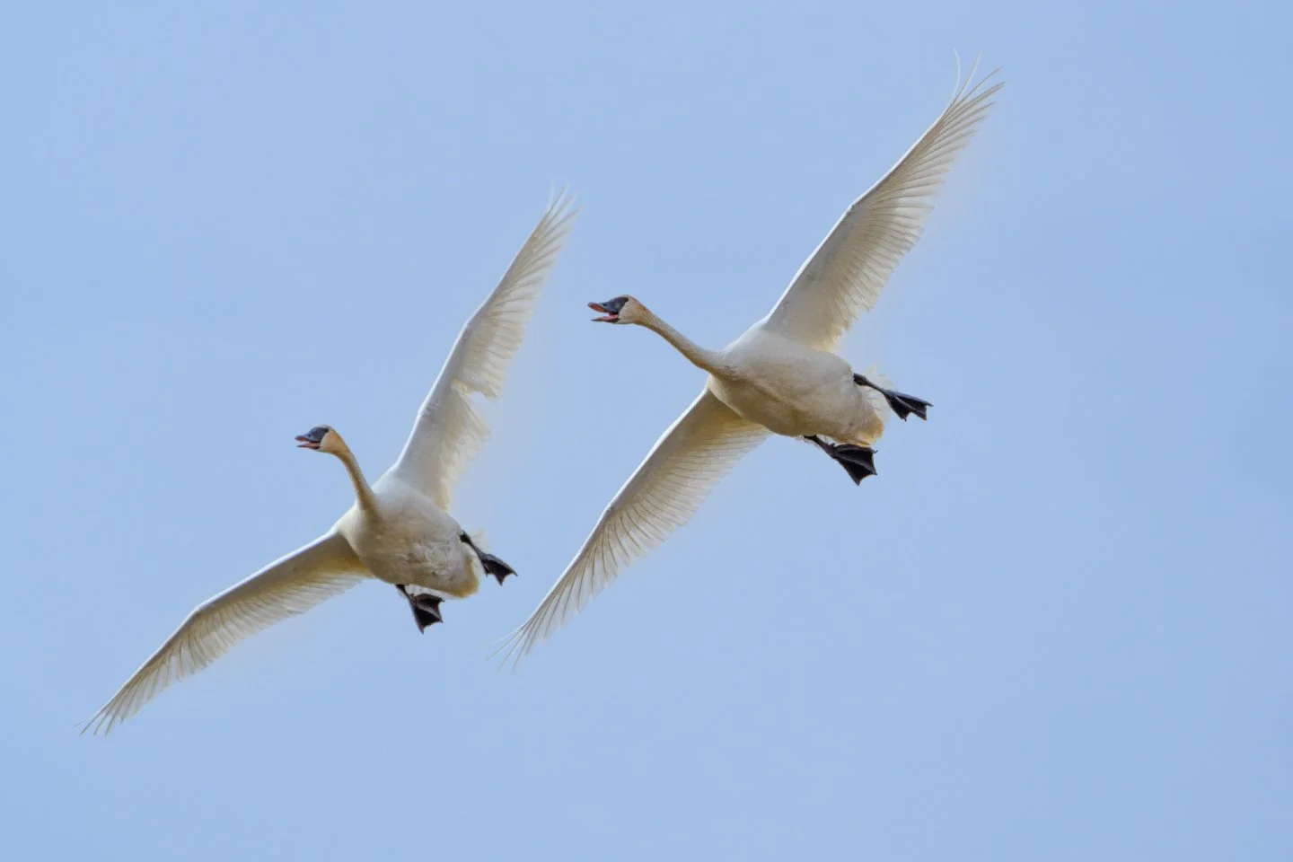 Two magnificent Trumpeter Swans taking to the skies over Grand Teton National Park! 🦢✈️ Seeing these giants in flight is an absolute bucket-list moment. The light on their wings against that clear blue is just breathtaking.

Where is your favorite p