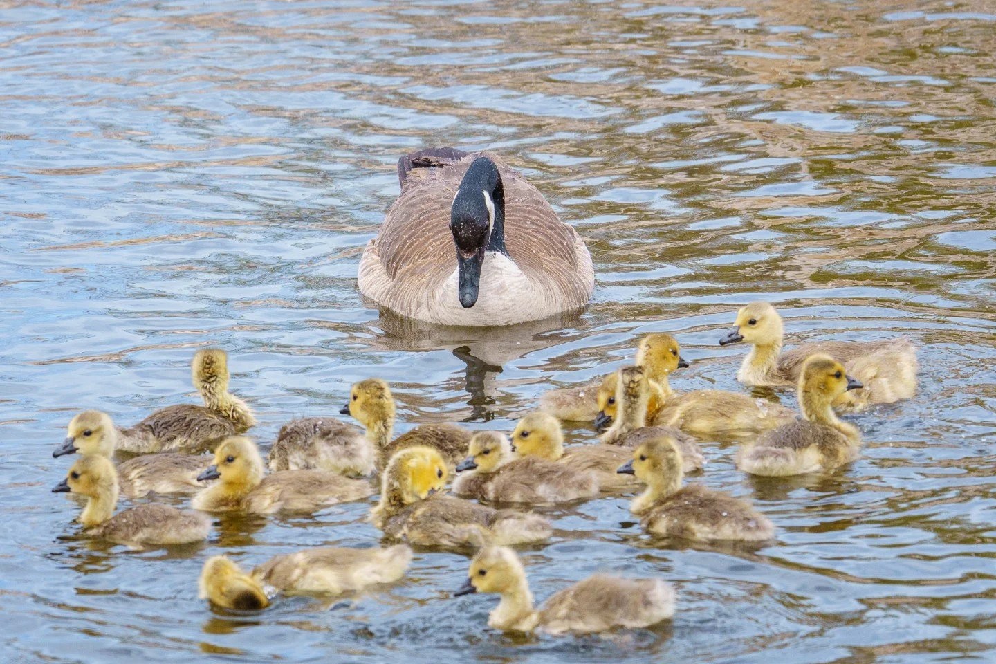 When they ask you how many kids you have, and you just point to the water and whisper, &quot;I stopped counting at 15...&quot; 😂

Seriously though, this Canada Goose is officially the CEO of the largest daycare in Jackson, Wyoming!  Seeing this mass
