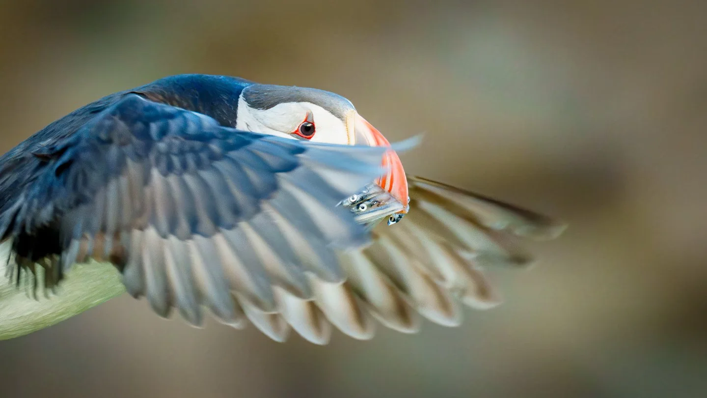 Dinner is served! 🐟 This Atlantic Puffin is performing its famous high-wire act, returning to the colony with its catch.  These small fish, called sand eels, are crucial for feeding their 'puffling' (puffin chick).

Did you know that puffins can car