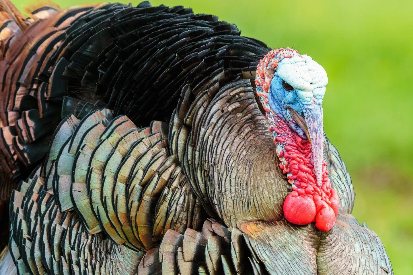 🦃 Happy Thanksgiving, everyone! 🍂

A few years ago in Cades Cove, deep in the Great Smoky Mountains, I came across this proud turkey showing off every bit of its iridescent detail.  Looking back at this moment reminds me how much there is to be gra