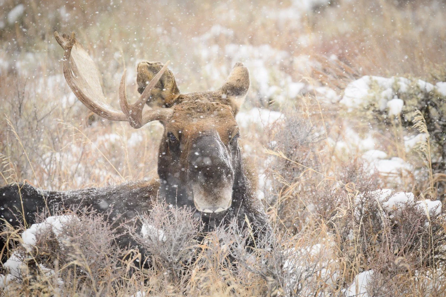 Winter has its own way of transforming the wild! 🌨️ This majestic bull moose in Grand Teton National Park recently shed one of his impressive antlers, a natural, annual process.

Look closely near his left eye... see that tiny drop of blood?  It's a