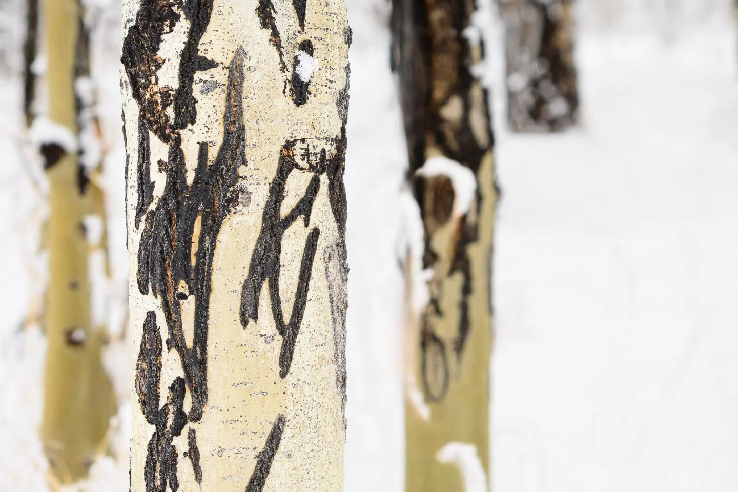 Nature&rsquo;s own calligraphy. ✍️❄️

There is something so meditative about the patterns of aspen bark, especially when they&rsquo;re framed by a fresh Wyoming snowfall.  These "eyes" tell the story of the tree's growth, and in the quiet o