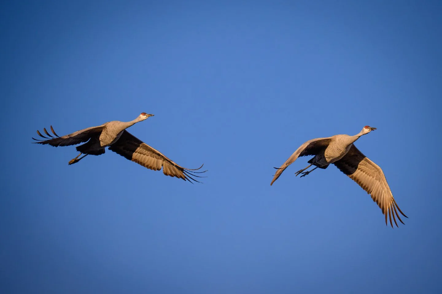 Golden hour at Wheeler Wildlife Refuge never disappoints. ✨

There is something deeply prehistoric about the sight and sound of Sandhill Cranes.  These birds belong to one of the oldest living species on the planet, and watching them glide through th