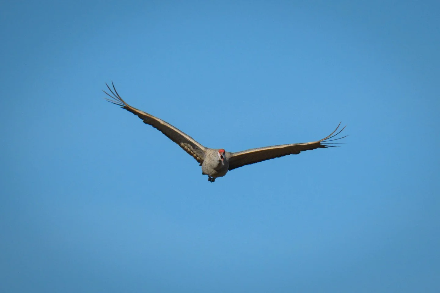 Another day, another conversation with the locals at Wheeler NWR! 🗣️🦢

If you&rsquo;ve ever been to the refuge during migration season, you know the sound of a Sandhill Crane is something you never forget. It&rsquo;s prehistoric, loud, and, in this