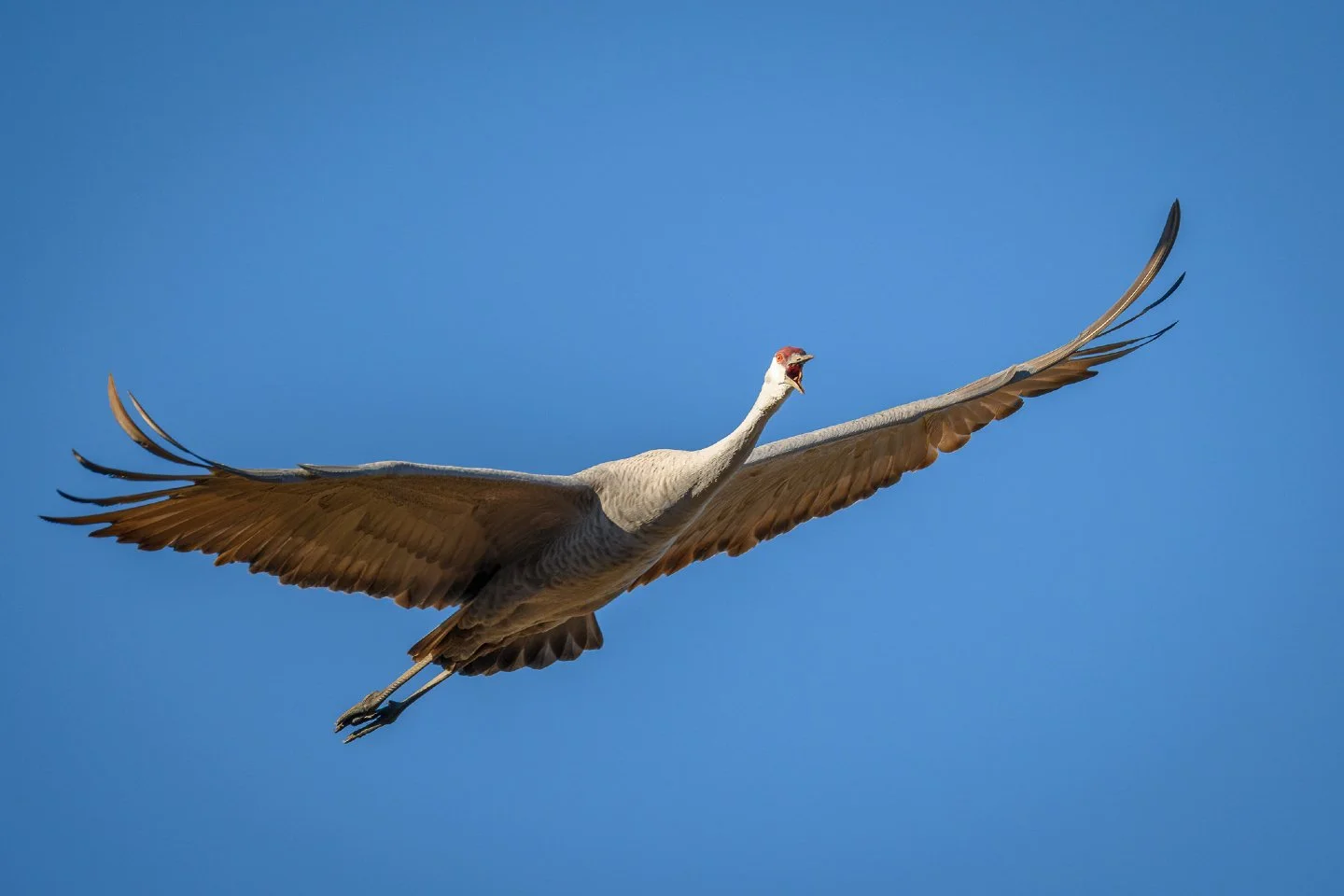 The shot I wanted vs. the shot I got. 📸

I spent both mornings this past weekend out at Wheeler National Wildlife Refuge with a very specific vision in mind.  I had a particular composition planned out, but the weather and birds had other plans.  Sa