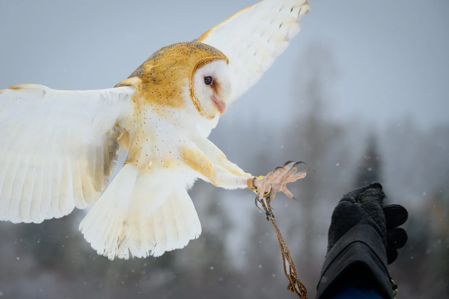 There is something magical about winter in Moose, Wyoming, and especially when you get to spend it with Cosmo. ❄️🦉

We recently visited the Teton Raptor Center, and once again, they reminded us why we love coming back.  They are always such a welcom