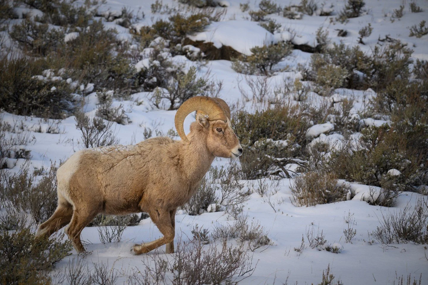 Winter looks good on him. ❄️🐏

There is something so peaceful about watching a Bighorn Sheep ram navigate the snowy sagebrush at the National Elk Refuge.  While the elk usually get the headlines in Jackson, these guys are the true mountain athletes 