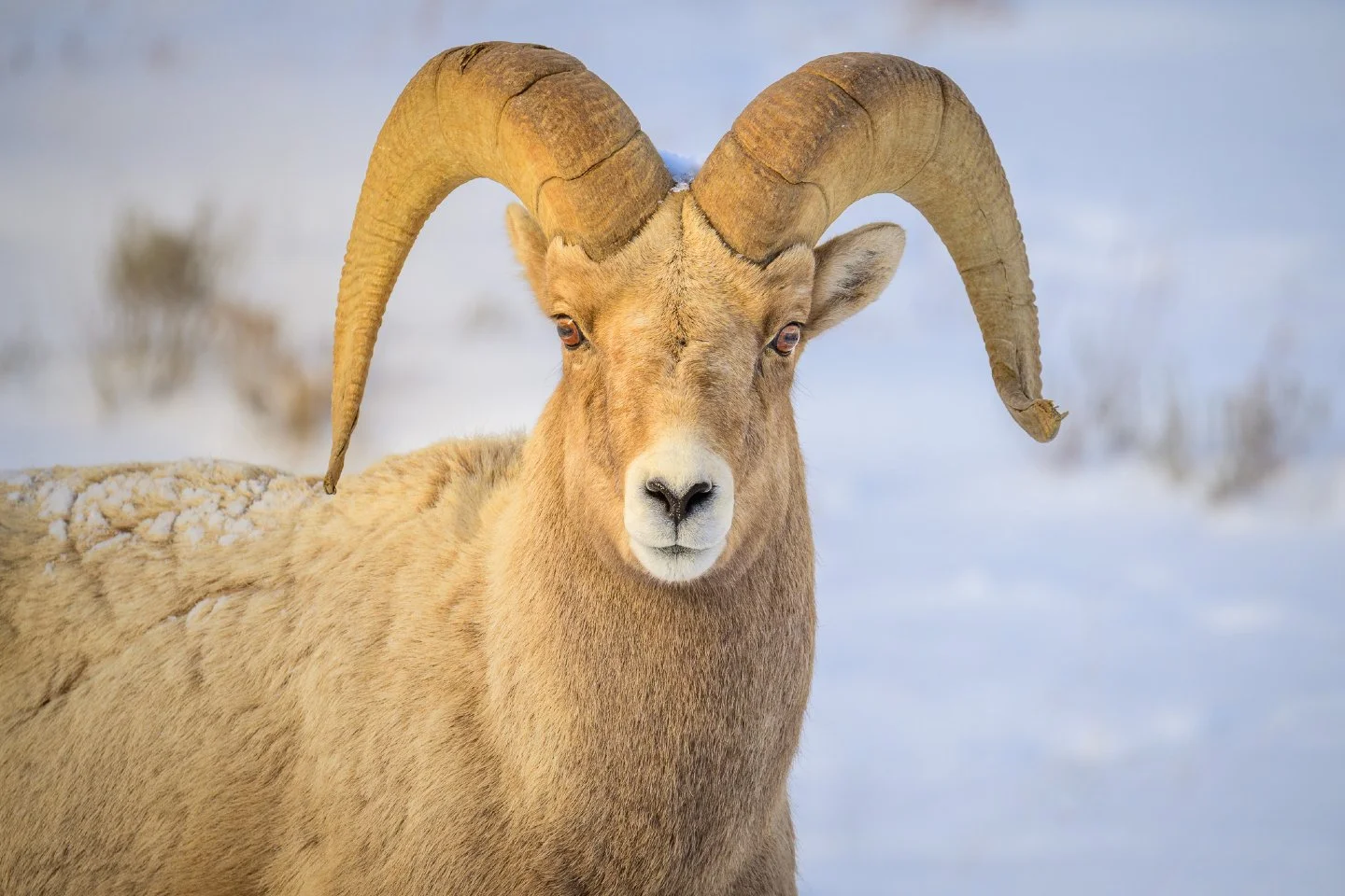 I know, I know... I should probably apologize for the "Ram-page" of photos lately (see what I did there?). 🐑😅 But honestly, when the winter light hits like this at the National Elk Refuge, I don't really have a choice but share more!

If 