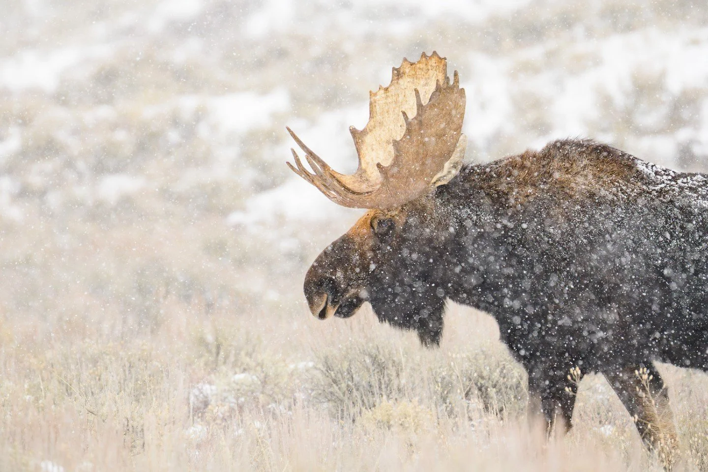 Standing his ground. ❄️🫎

Grand Teton National Park doesn't pull any punches once the snow starts falling.  During our workshop a few weeks ago, I was hoping for some atmosphere, and this bull moose delivered.  Watching him navigate the deep brush w