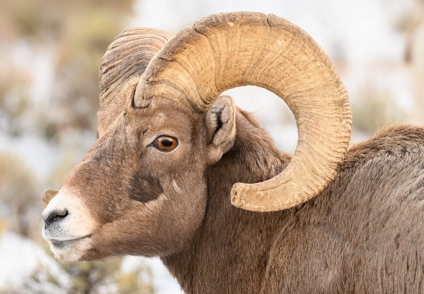 Eyes on the prize. 🏔️

There&rsquo;s something incredibly humbling about locking eyes with a Bighorn ram.  This guy was remarkably poised against the winter chill at the National Elk Refuge.  Look at the texture on those horn.  Each ridge tells a st