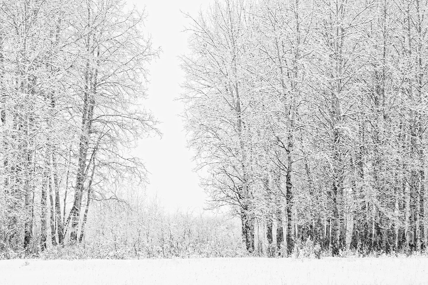 Finally got around to editing some shots from my last trip to Grand Teton, and I couldn't resist this aspen grove. 🏔️ There&rsquo;s something about how they naturally framed that opening that felt so peaceful.

I actually took a break from my usual 