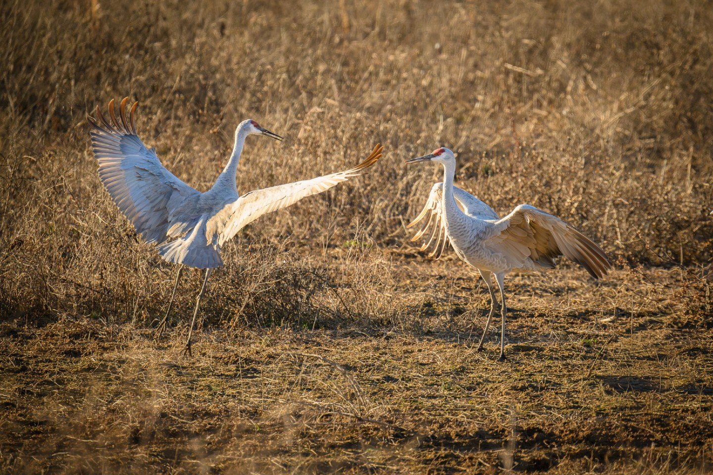 Did you know Sandhill Cranes mate for life?

I caught these two having a "moment" at Wheeler National Wildlife Refuge the other day.  While it looks like a simple leap, this dance is actually how they reinforce their bond.  They use these b