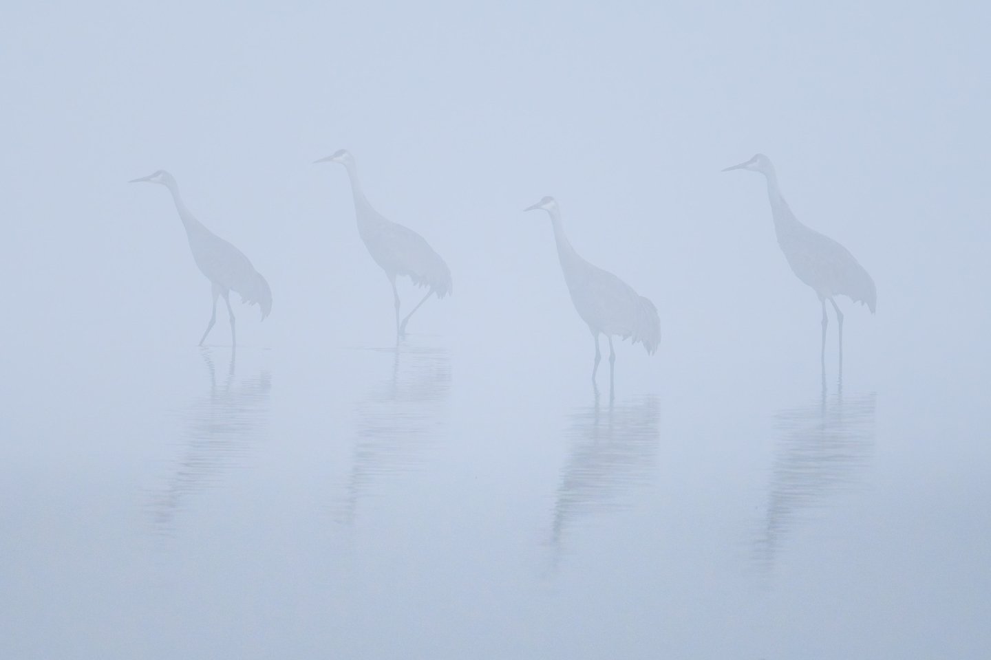 Worth the early wake-up call! ☕️

Spent the morning at Wheeler National Wildlife Refuge in Decatur, AL a few weeks back, surrounded by the calls of thousands of Sandhill Cranes.  The fog was so thick you could barely see the water's edge, but it crea