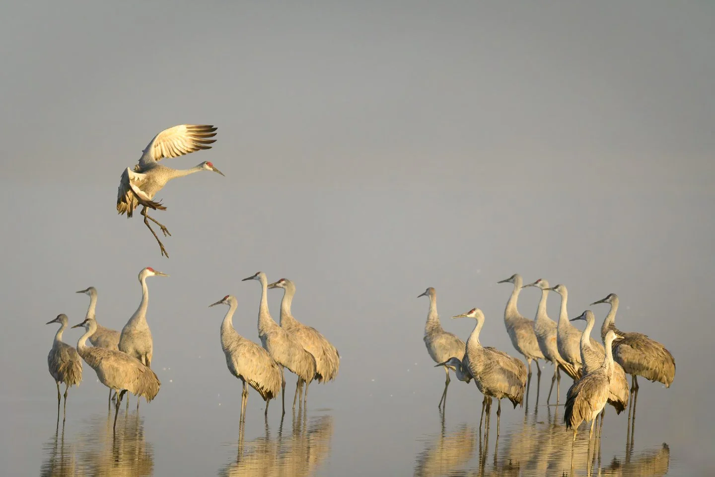INCOMING! ✈️🚨

There is nothing quite like the sight of a Sandhill Crane dropping its "landing gear" through the morning mist.  I captured this moment at Wheeler National Wildlife Refuge in Decatur, AL.  The atmosphere was absolutely prett
