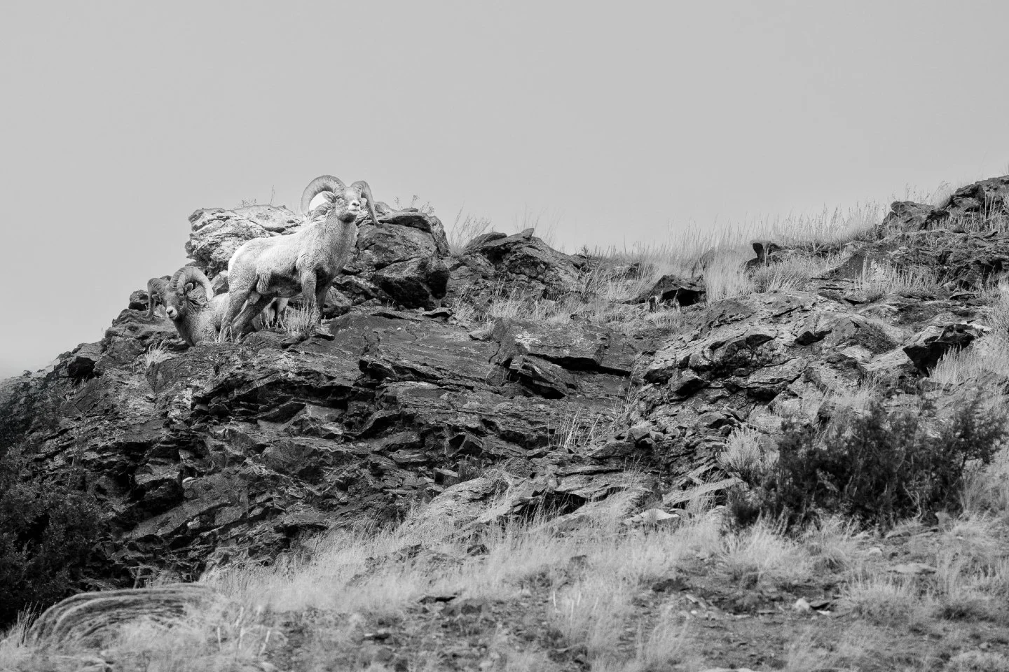 Standing tall against the Wyoming sky. 🏔️

There&rsquo;s something about the high-contrast grit of black and white that perfectly captures the spirit of these Bighorn Rams at the National Elk Refuge. 

📸 Nikon Z50 II | F/8 | 1/1000th Second | ISO 2