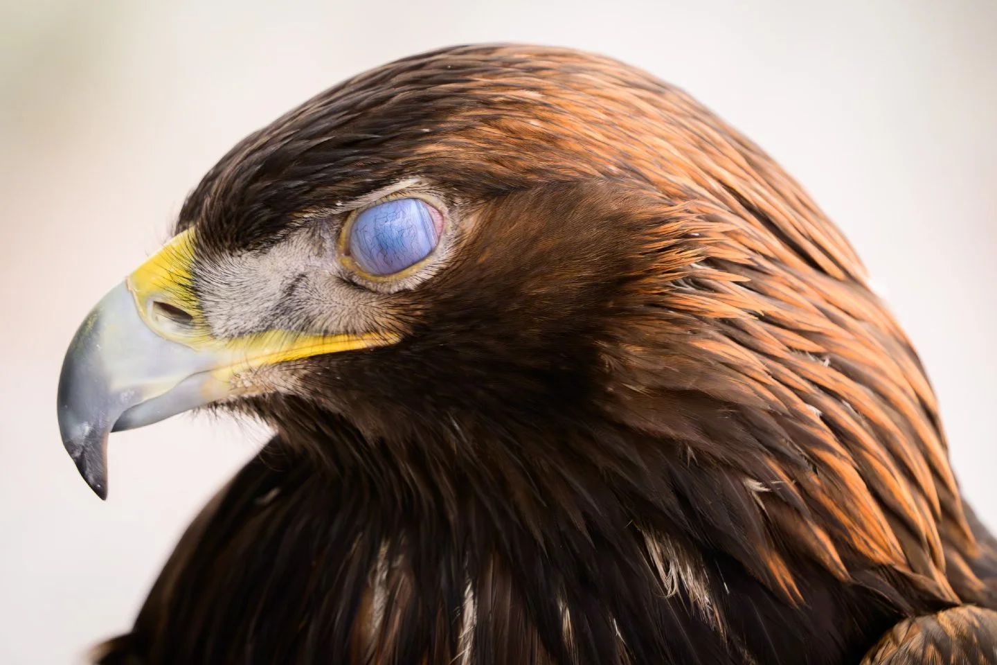 Ever seen an eagle with a "blue" eye? 🦅✨

Meet Gus, one of the incredible avian ambassadors at the @TetonRaptorCenter. This shot captures a split-second moment where his nictitating membrane, or "third eyelid" is swept across his