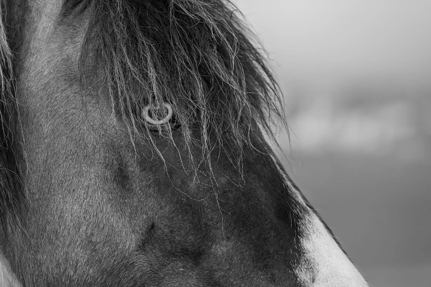 Currently obsessed with everything monochrome. 🎞️

I've been going through my shots from Iceland last summer and giving them the black and white treatment.  There&rsquo;s just no beating the texture of an Icelandic horse&rsquo;s mane in B&amp;W.

Ha