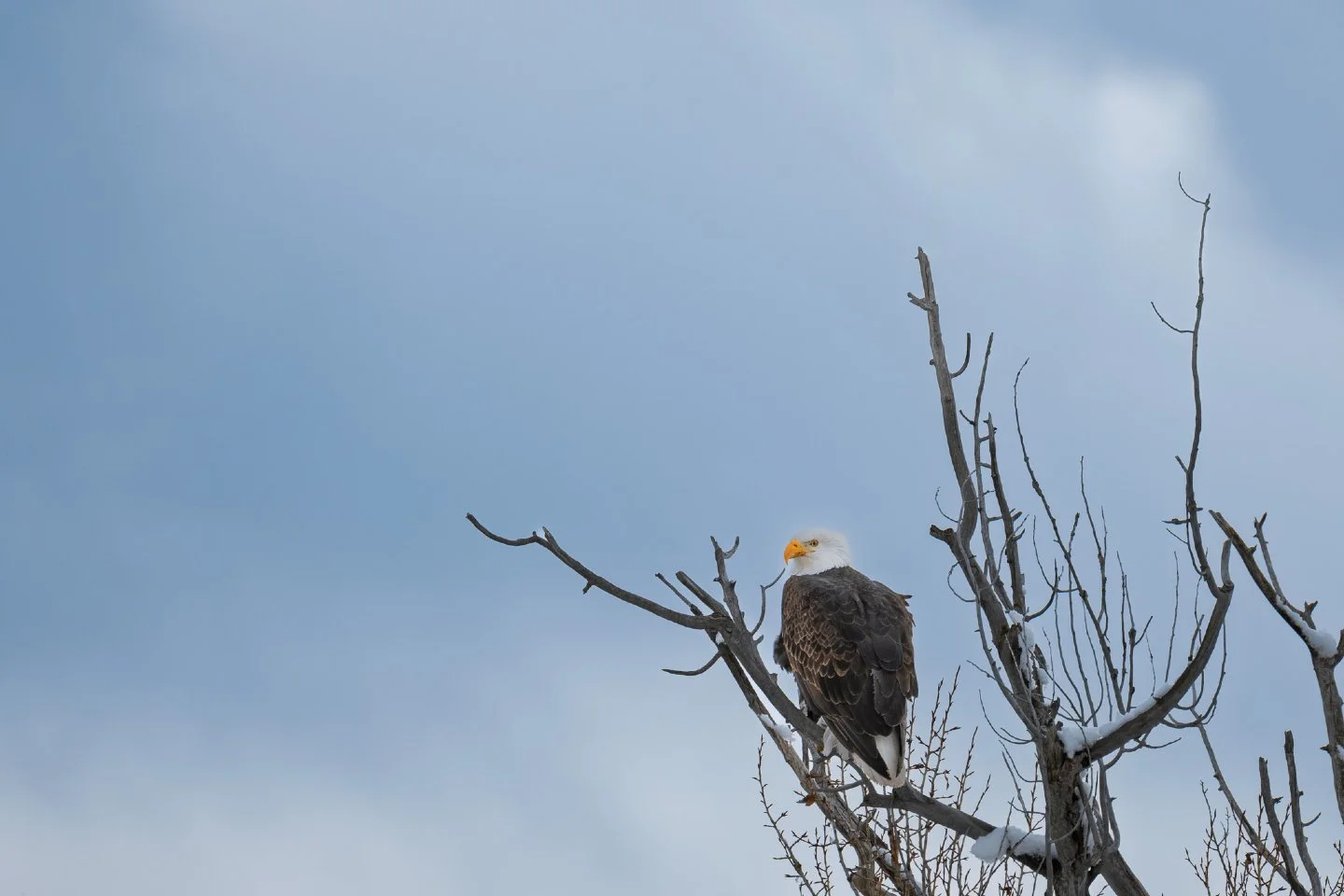 Winter stillness in the Tetons. ❄️🦅

Spent a cold January morning in Grand Teton National Park and found this beauty watching over the valley.  There&rsquo;s something incredibly grounding about the silence of a Wyoming winter.

📸 Nikon Z50II | F/8