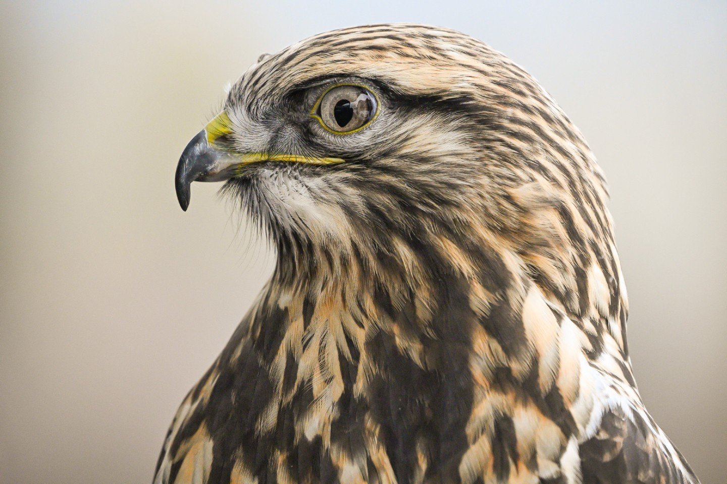 Meet Tundra, the stunning Rough-legged Hawk and avian ambassador at the @TetonRaptorCenter! 🦅✨

Tundra&rsquo;s species is named for a cool (literally) adaptation: they are one of the only hawks with feathers that grow all the way down to their toes!