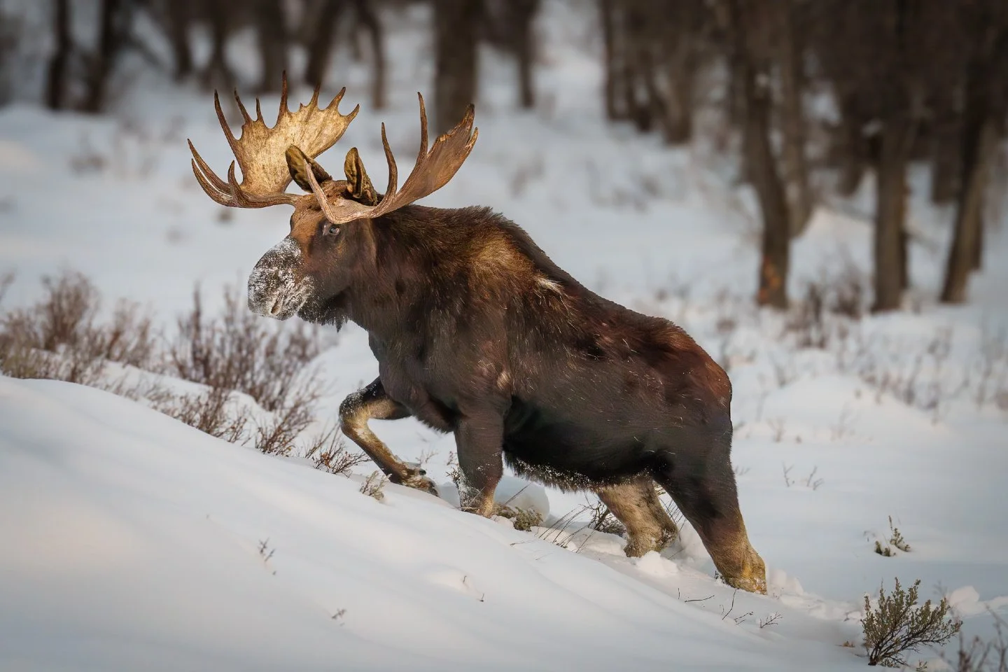 Checking the archives today! ❄️ While our winter trip to the Tetons this year has been beautiful, the snow levels during our trip this year were definitely looking a bit thin compared to what we&rsquo;re used to.

I dug this shot out from January 202