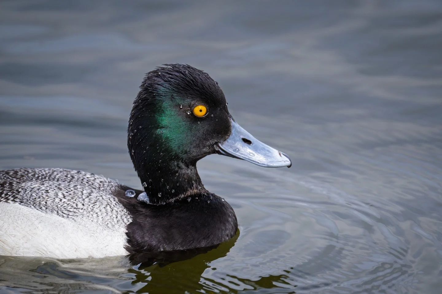 The details on this Lesser Scaup drake are incredible. While these ducks are common winter visitors in Florida, getting close enough to capture the iridescent green sheen and the individual water droplets on the plumage requires a bit of patience.

T
