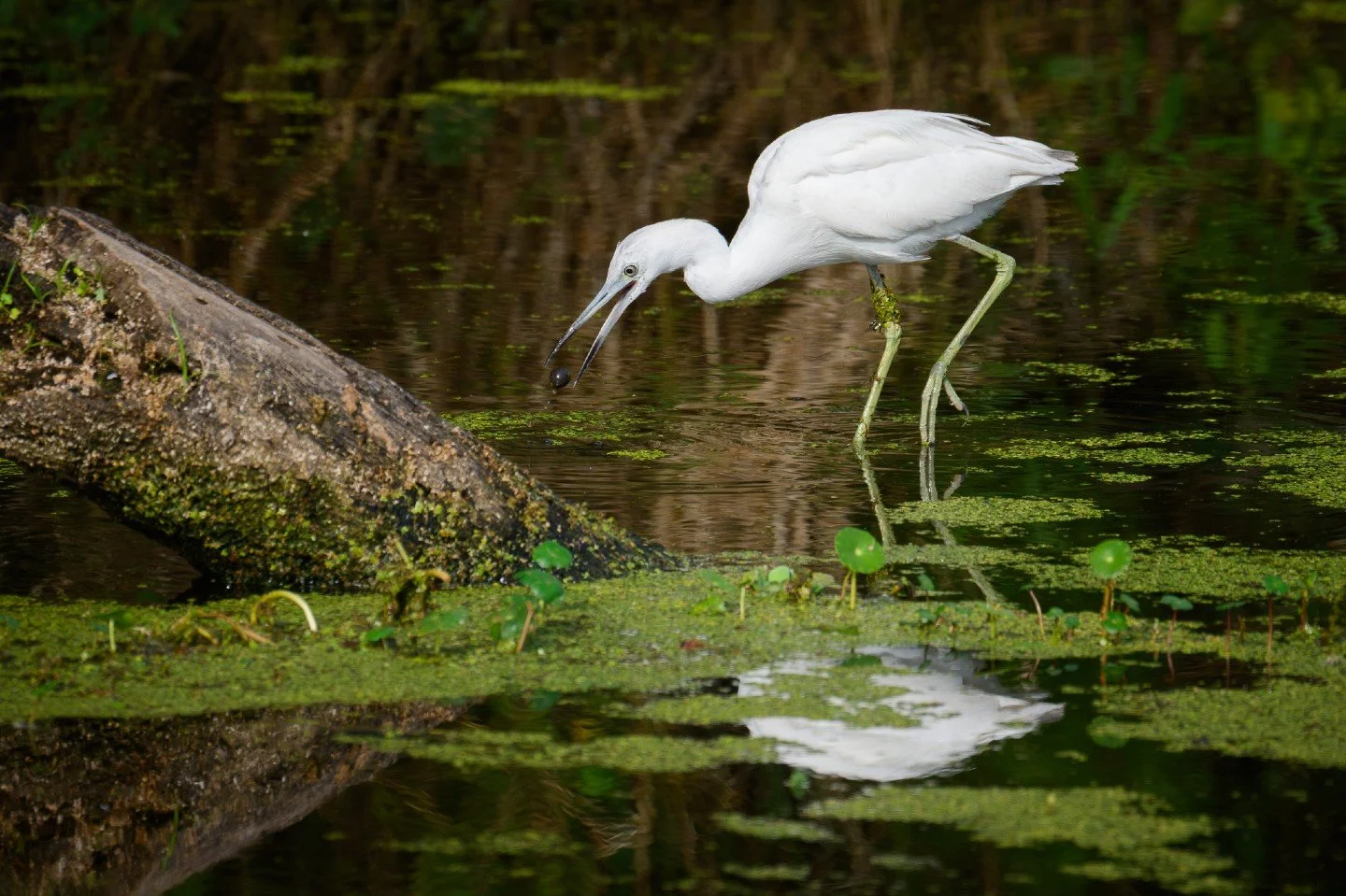 Precision in the marsh. 🌿 While they eventually transition to a deep slate blue, immature Little Blue Herons spend their first year in this striking white plumage.  It&rsquo;s a fascinating phase of their life cycle, and catching one mid-hunt at Cir