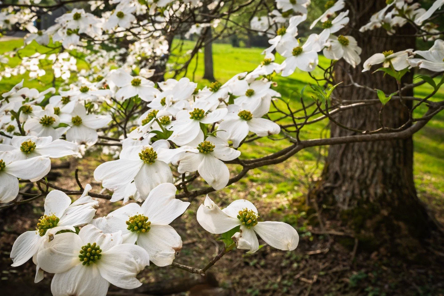 🌱 The magic of Cades Cove in spring.  This whole valley feels alive in the spring, but nothing is quite as iconic as the white dogwood.  I found this beautiful cluster in some nice, morning light.

🎒 My camera bag was a little lighter on this trip,