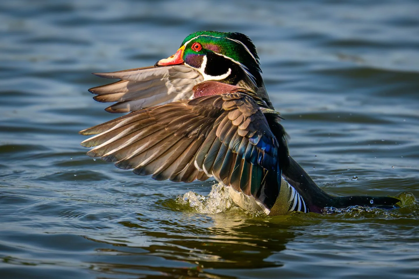 Nature&rsquo;s palette really has no limits. 🎨 I spent an afternoon while I was in Florida watching this Wood Duck drake.  While they are often shy, this male decided to put on a full display, rising out of the water for a perfect wing stretch.  The