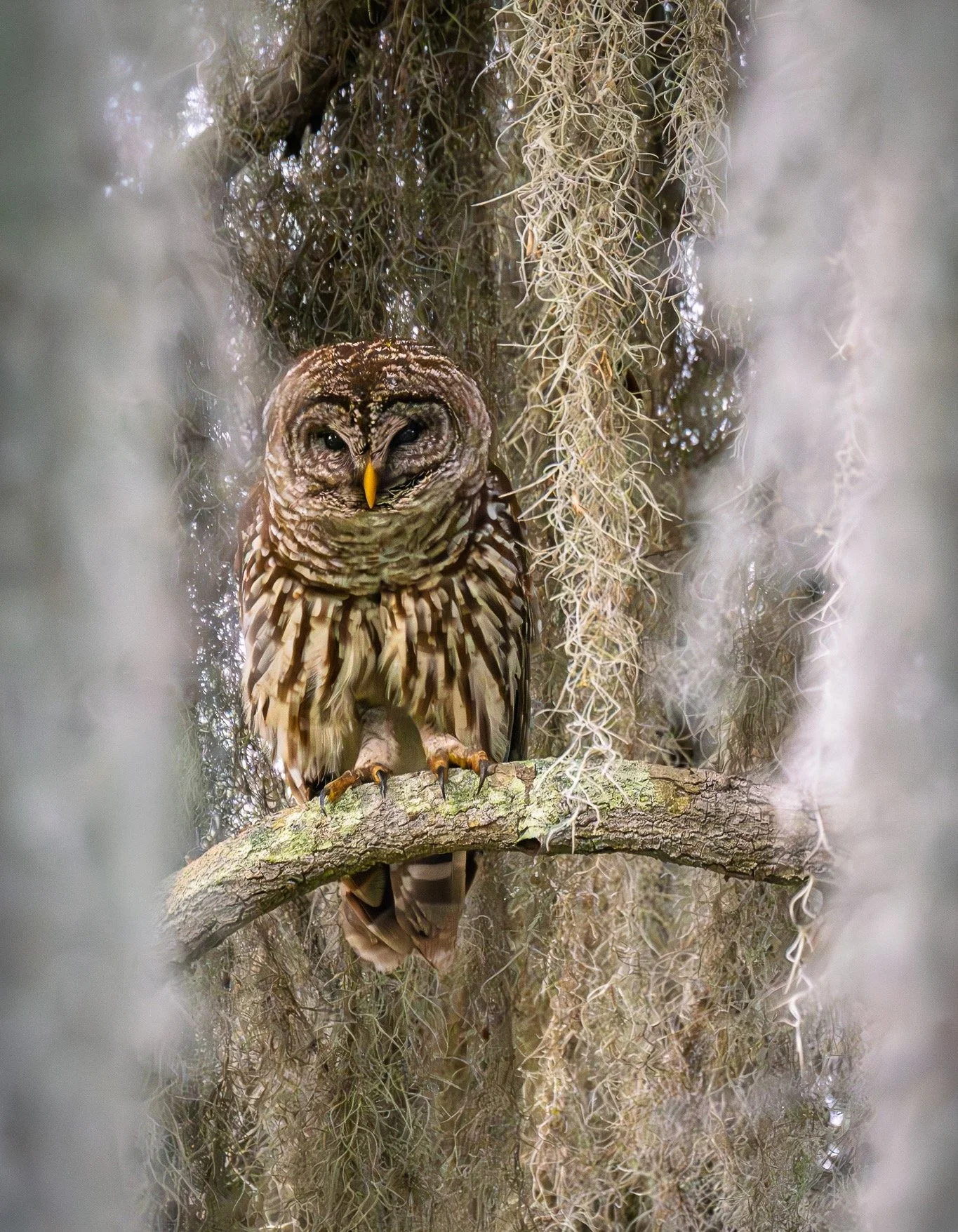 🌿 I was fortunate enough to spend a morning at Circle B Bar Reserve, and among the swaying Spanish moss, I found this Barred Owl watching the world go by.

In photography, a key compositional element is looking for a "frame within a frame.&quot