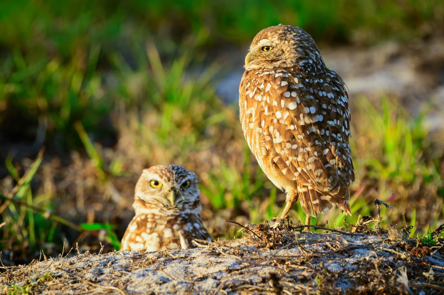 There is something really neat about the Florida Burrowing Owl. Unlike most owls that rule the night from the canopy, these charismatic little raptors are masters of the ground. 🦉🌴

I spent some time in Cape Coral last month watching this pair.  Wh