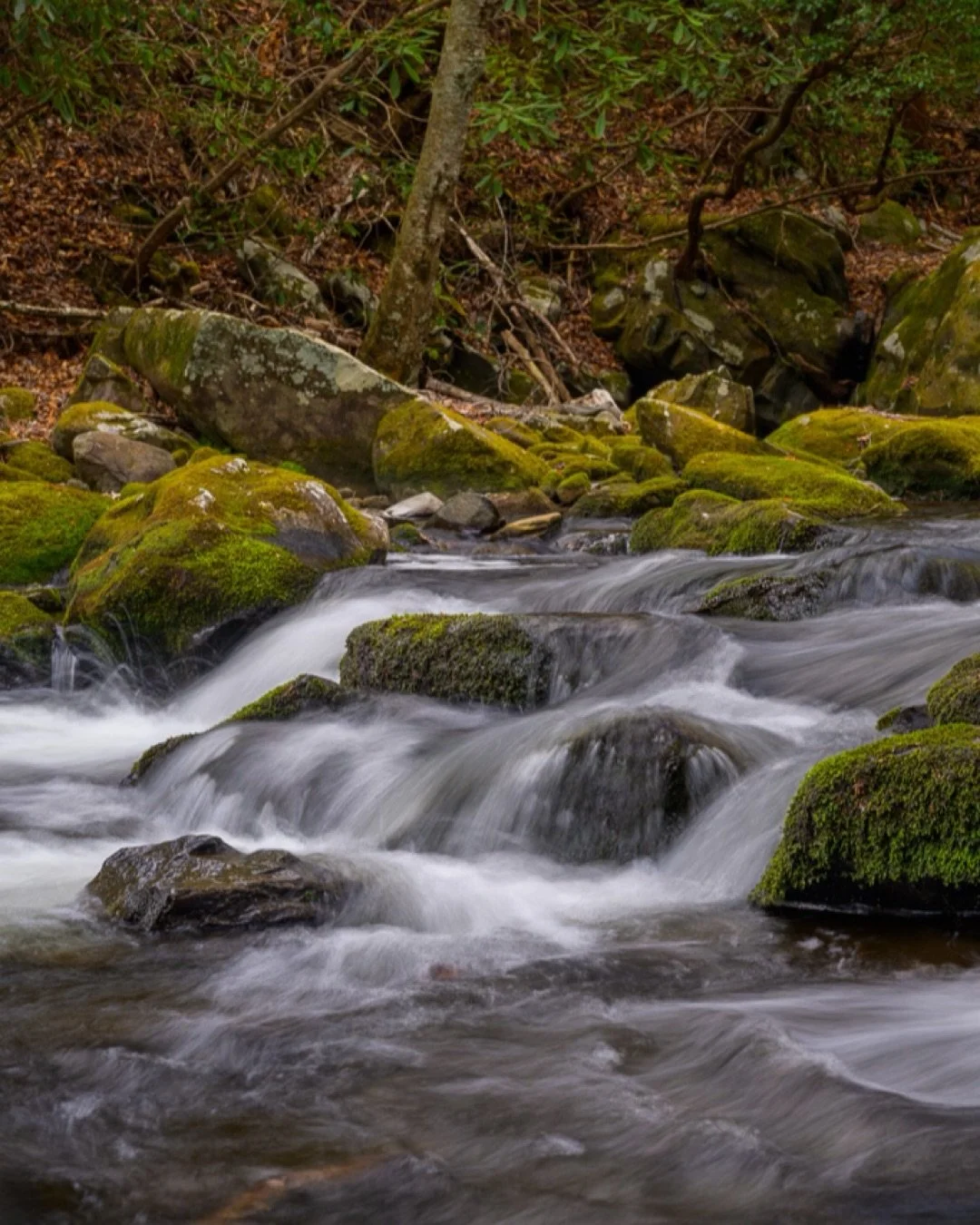 Trading the crowds for the Cascades. 🌊  I love spending time getting lost in the details of the Tremont area.  The Smokies just hit different when you find a spot like this.

#withmytamron #FindYourPark #NationalParkService #SmokiesStrong #MountainM