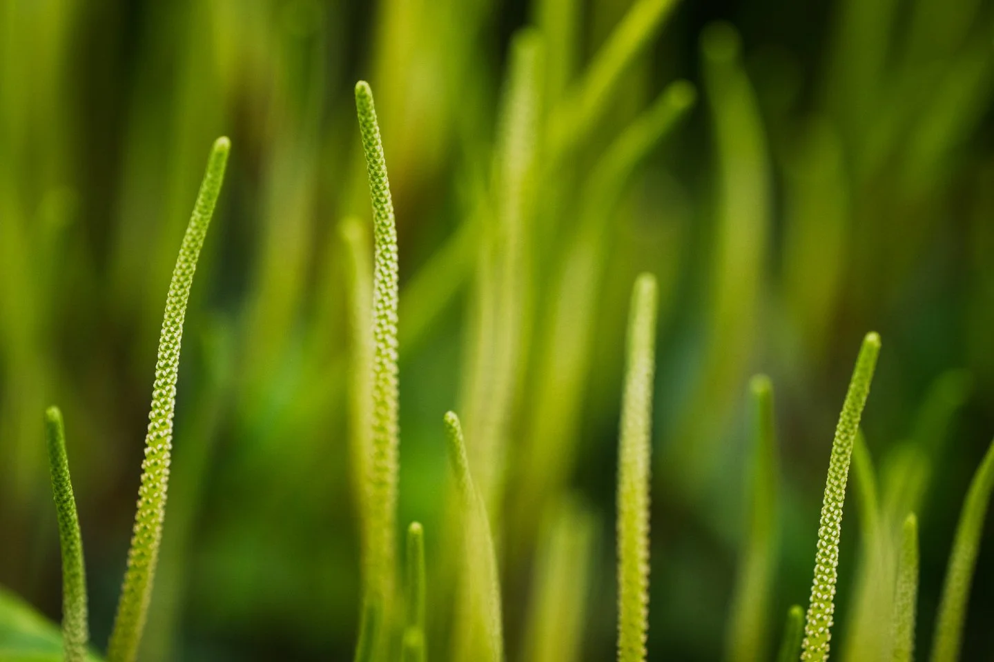I know this macro image won't be everyone's cup of tea, and that's ok. ☕️ Everyone is different and that is what makes the world awesome.  For me, photography is about exploring those differences in perspective. 👁️✨

While I usually focus on the gra