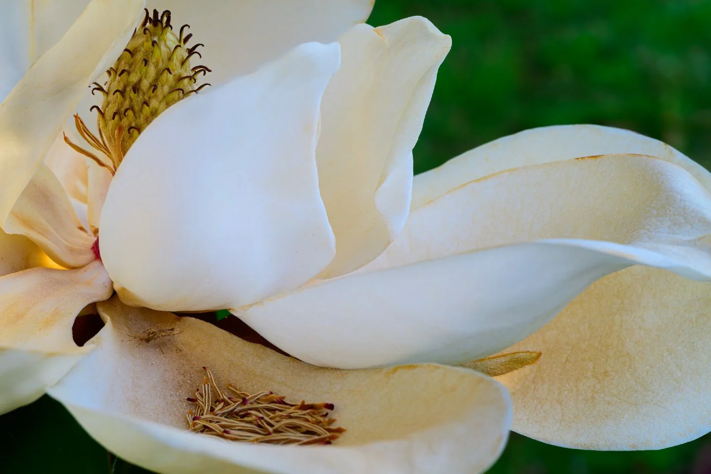 I&rsquo;ve had my eye on these magnolia blooms in our neighborhood for three or four days now, just waiting for an opportunity to photograph them. 🌸✨

Last evening, Amy and I decided to take a slow stroll through the &lsquo;hood, so I grabbed my cam