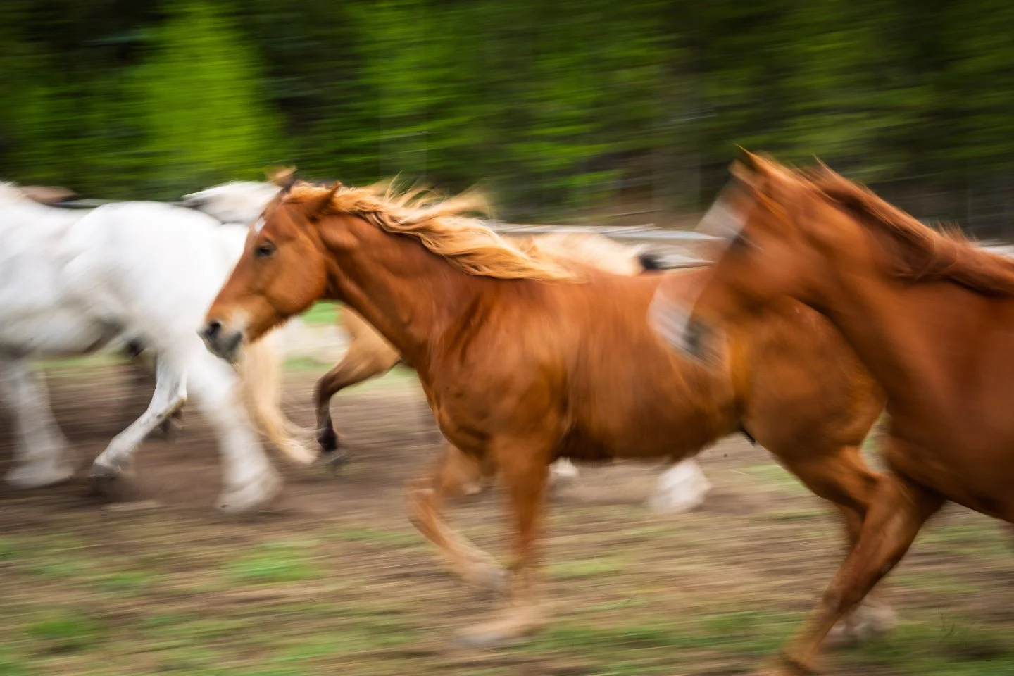 Embracing the blur at Triangle X Ranch! 🐎 

Panning is one of those photography techniques that will test your absolute patience.  It can be incredibly frustrating, at times.  It also makes your keeper rate take a significant plunge.  However, when 