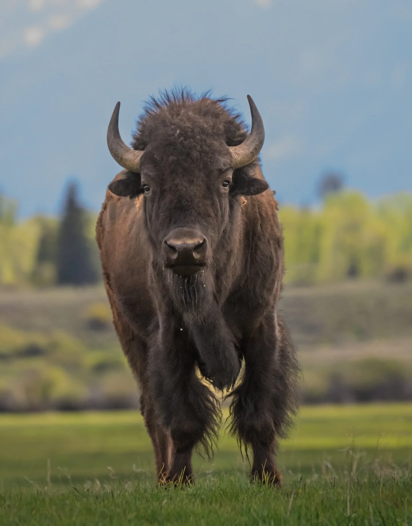 I absolutely love the American bison because seeing them just screams "American West" to me.  When you look into their eyes, you can almost feel the deep, untamed history of this incredible landscape.  It's moments like these that remind me