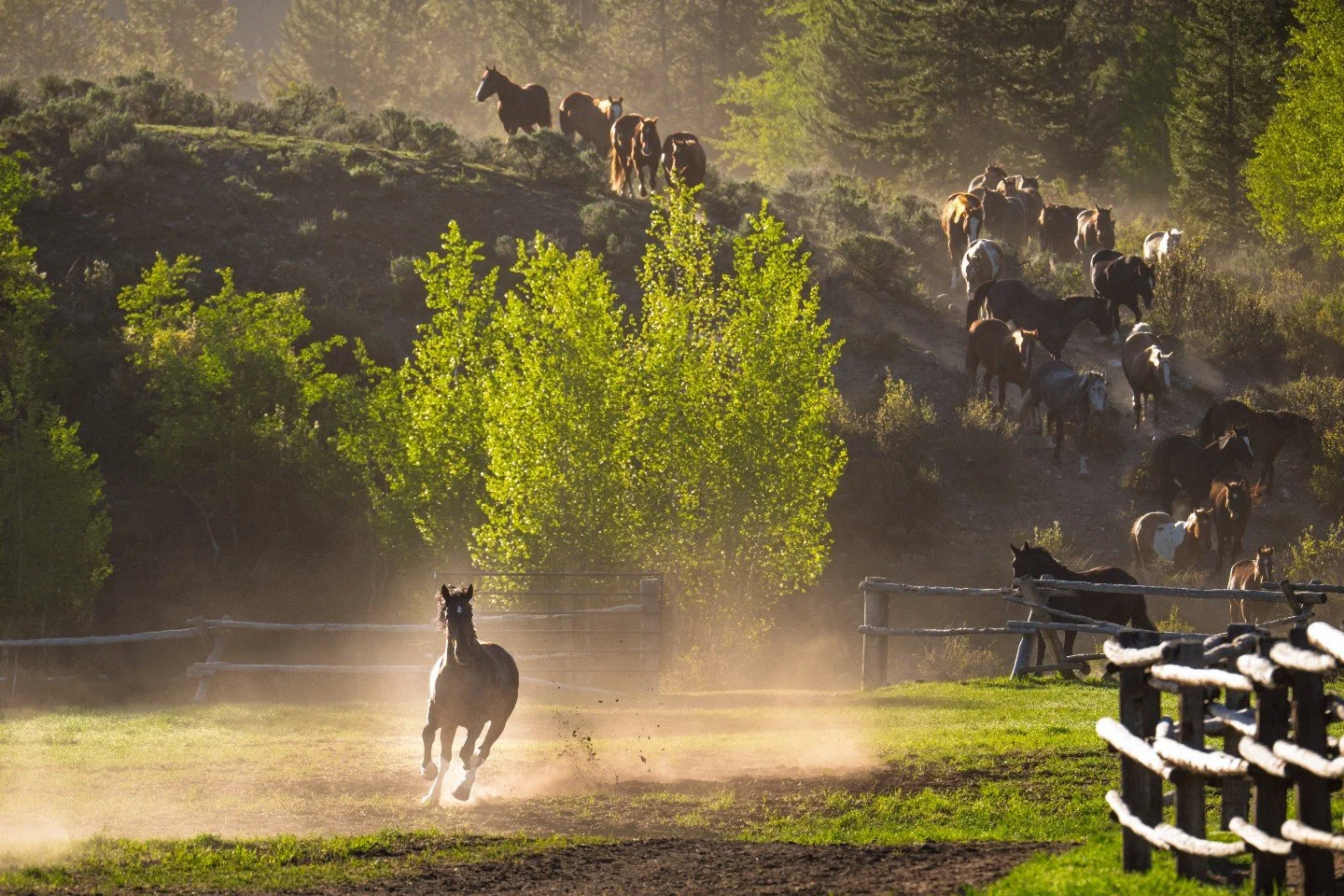 Standing by the wooden fences at Triangle X Ranch at sunrise, you can actually feel the ground shake before you even see the herd. Watching these horses charge down the hillside, kicking up dust into that crisp, golden morning light, is an incredible