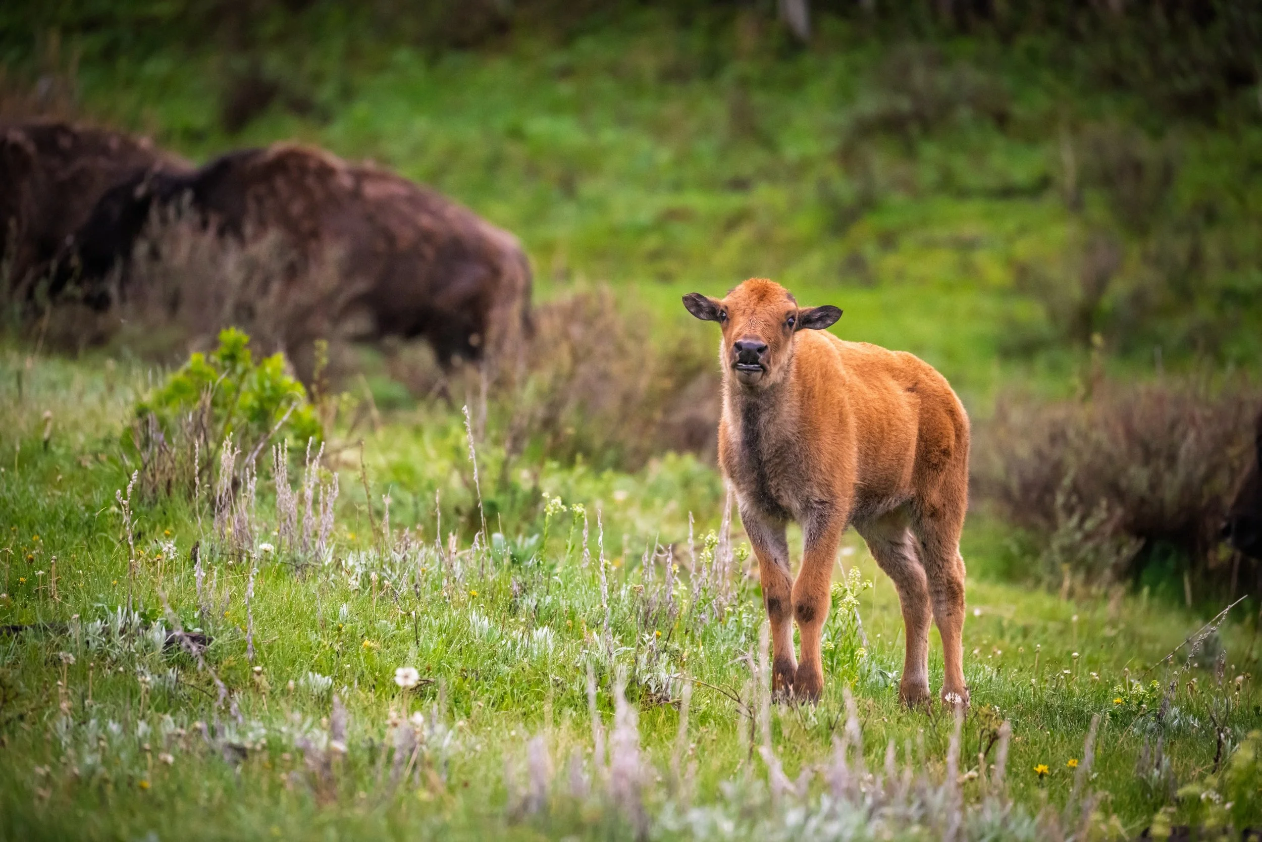Did you know baby bison are affectionately called &ldquo;red dogs&rdquo;? 🦬🎒

They get the nickname from their bright, reddish-orange coats, which make them look a whole lot more like a puppy than a 2,000-pound icon of the American West. They&rsquo