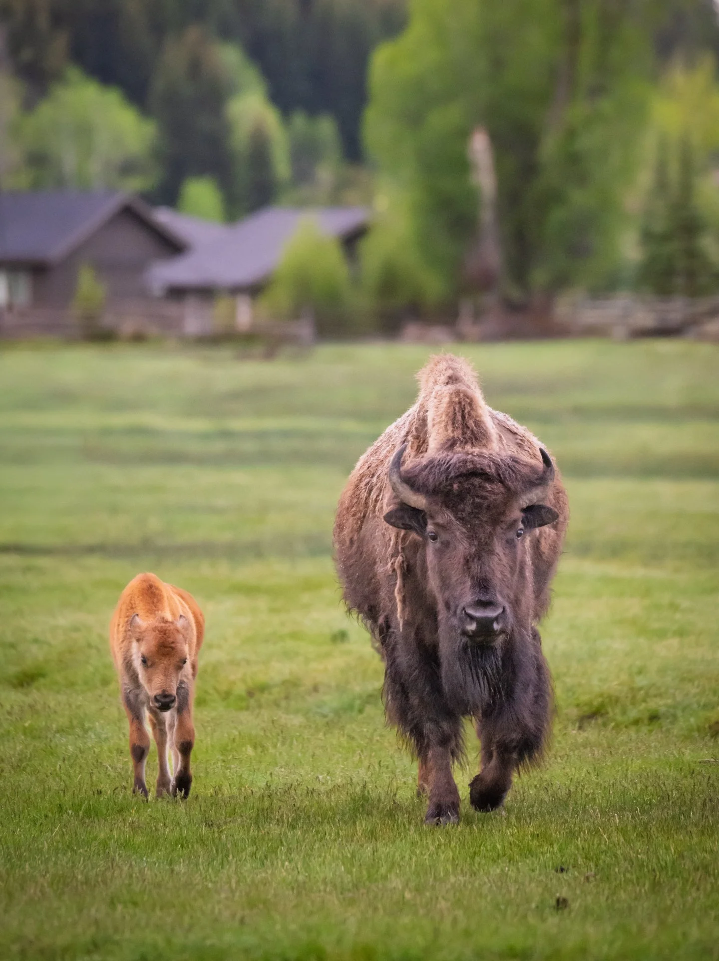 Imagine looking out your living room window and seeing this stroll by.  Talk about a house with a great view! 🏡🦬

Spring in Grand Teton National Park brings a very specific kind of magic, and it comes in a bright orange coat.  Affectionately known 