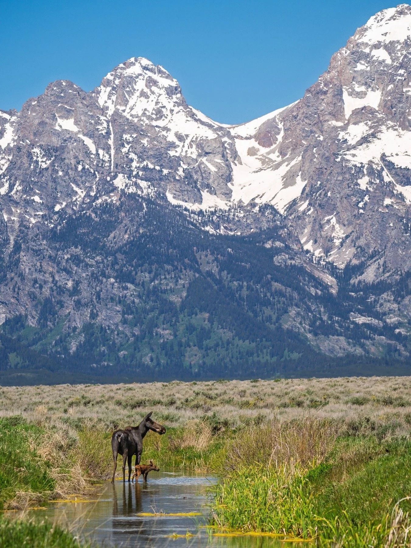 There is absolutely nothing quite like spring in the Tetons. 🏔️

We stumbled upon this incredible moose cow guiding her brand-new, remarkably tiny calf into the valley streams.  Seeing them completely dwarfed by the massive, jagged peaks of Grand Te