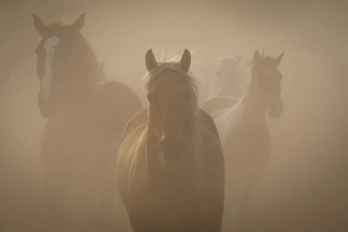 There is something completely otherworldly about the morning horse run-in at the Triangle X Ranch, but this particular morning was absolute poetry.

As the herd charged in, they kicked up a gigantic wall of dust.  As the chaos peaked, the morning sun